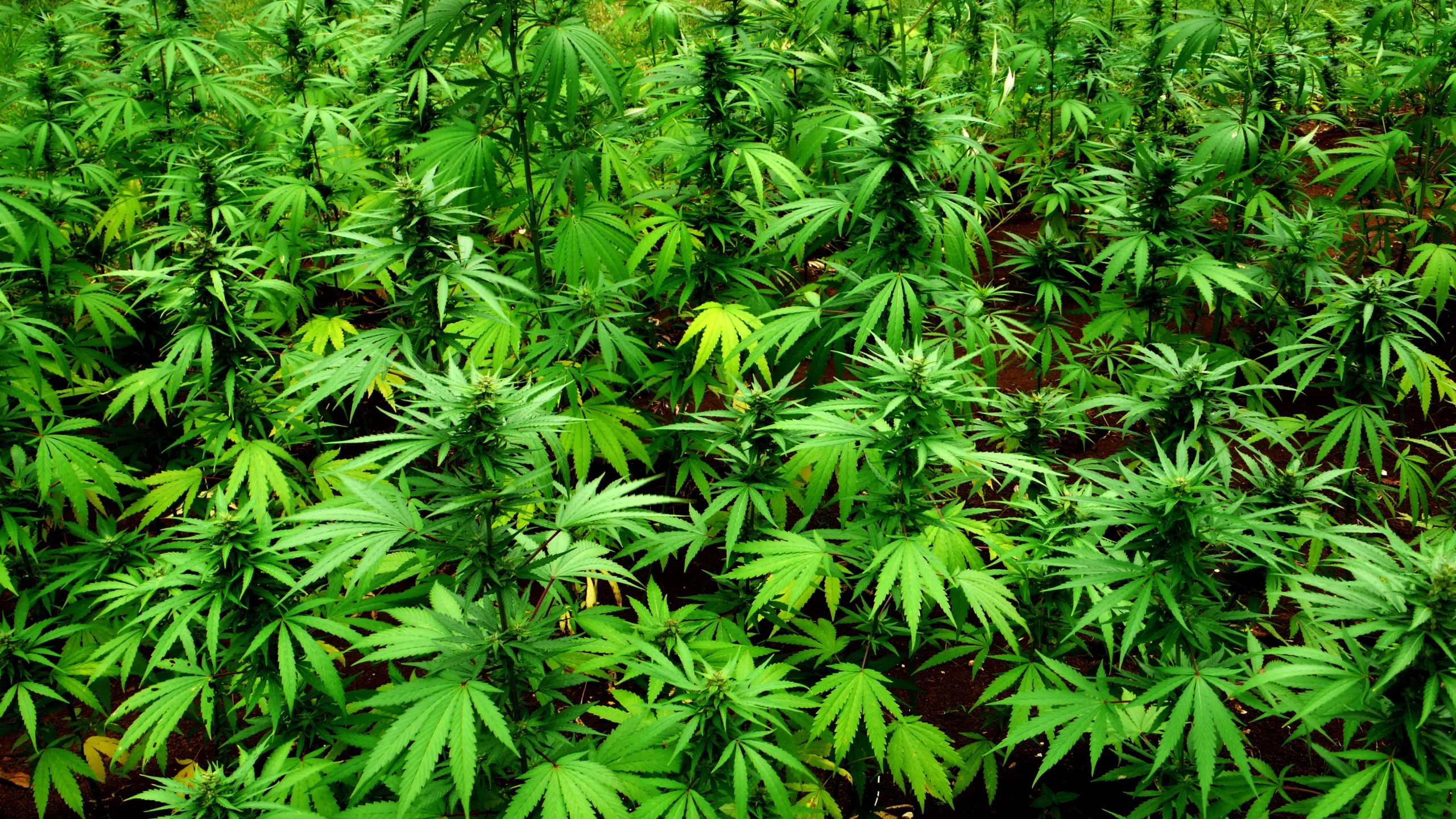 Navigating the Green Frontier: Unlocking the Potential of Medical Marijuana in Wisconsin
